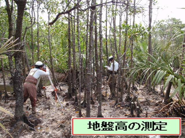 写真：地盤高の測定