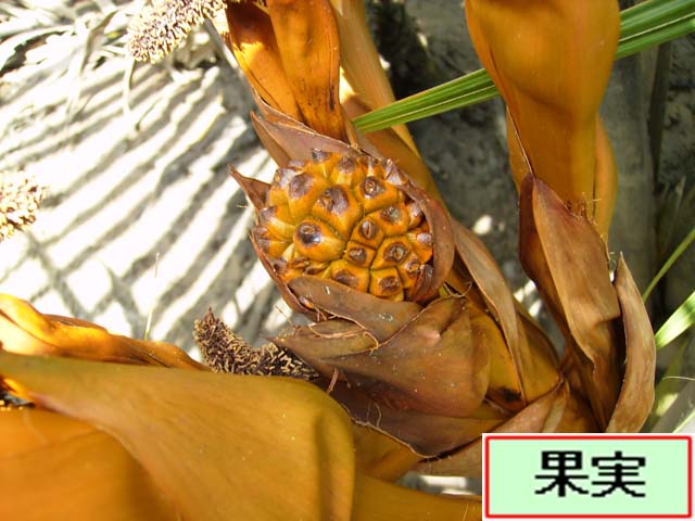 写真：ニッパヤシの果実(未熟）
