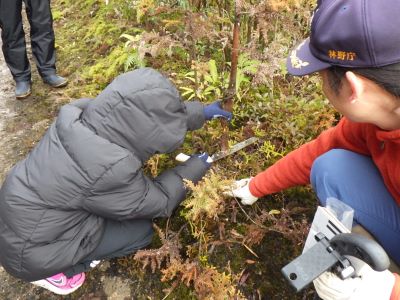 ノコギリの使い方を指導する森林官