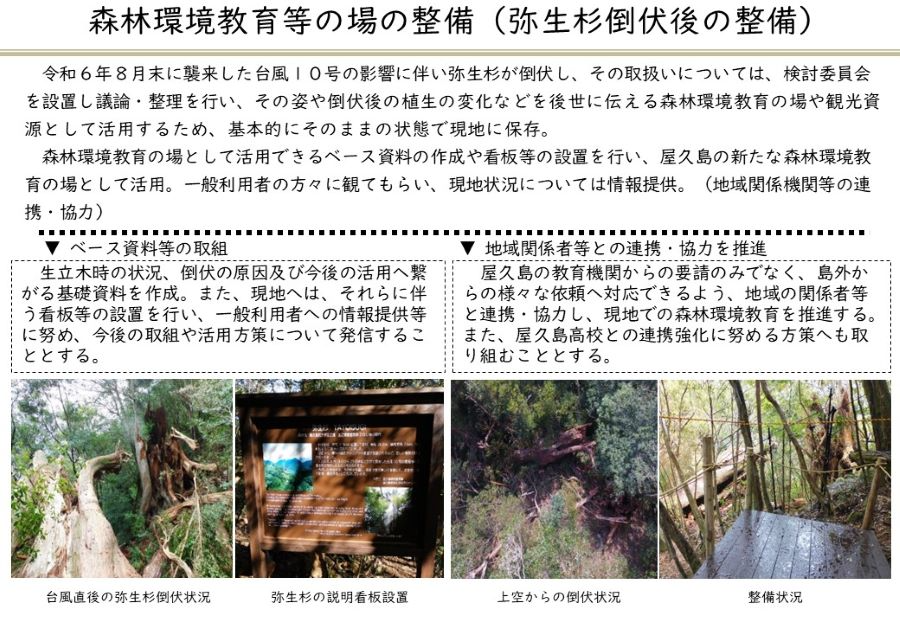 重点事項1 弥生杉倒伏後の整備