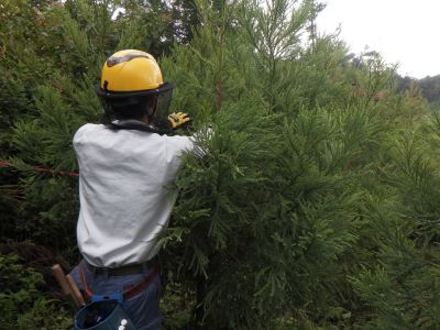 台木からの萌芽状況