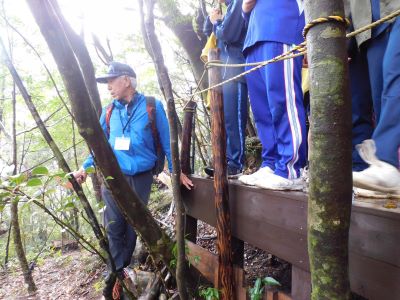 弥生杉の今後について