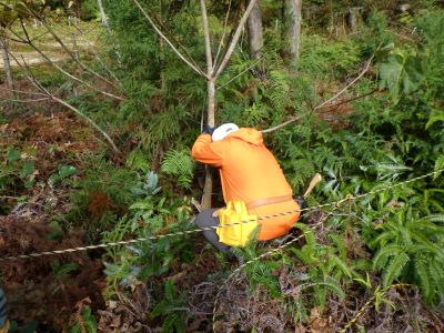 外来種アブラギリの駆除作業状況-1
