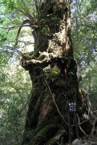 奉行杉