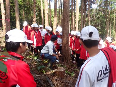 立木の伐採方法について説明
