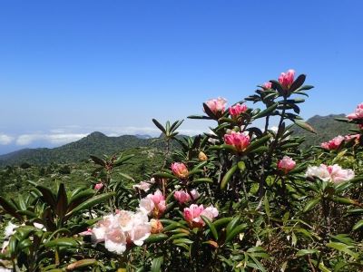 開花中のシャクナゲ