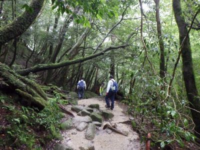 登山道でパトロールを行う職員