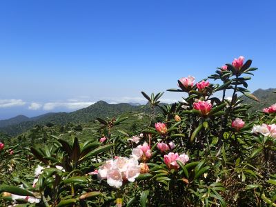 5月末シャクナゲ宮之浦岳(1)