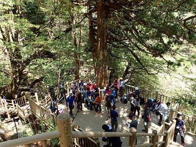 登山客で賑わう縄文杉デッキ