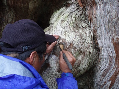 樹木医による樹勢回復措置