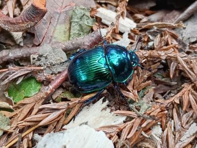 ヤクシマルリセンチコガネ