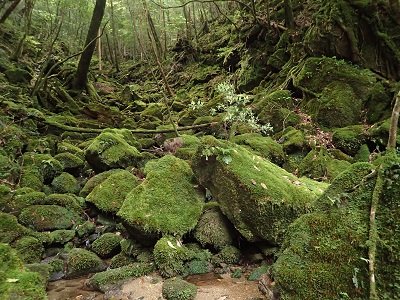 レク森_3白谷雲水峡b