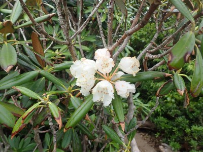 開花したシャクナゲ