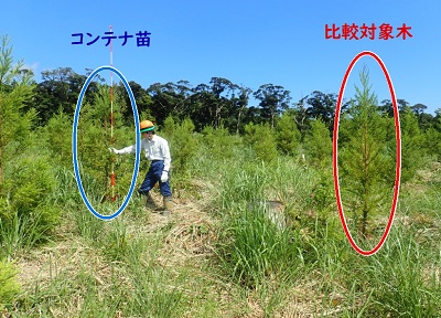 コンテナ苗（左）と比較対象木（右）