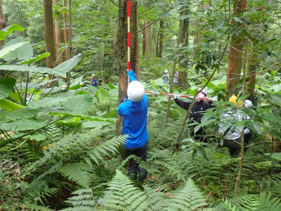 プロット内の樹木や下層植生を調査