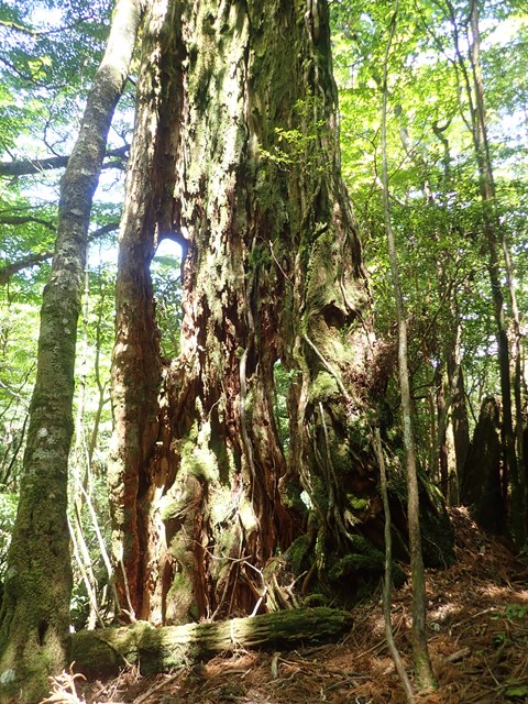 風神杉