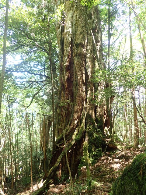 雷神杉