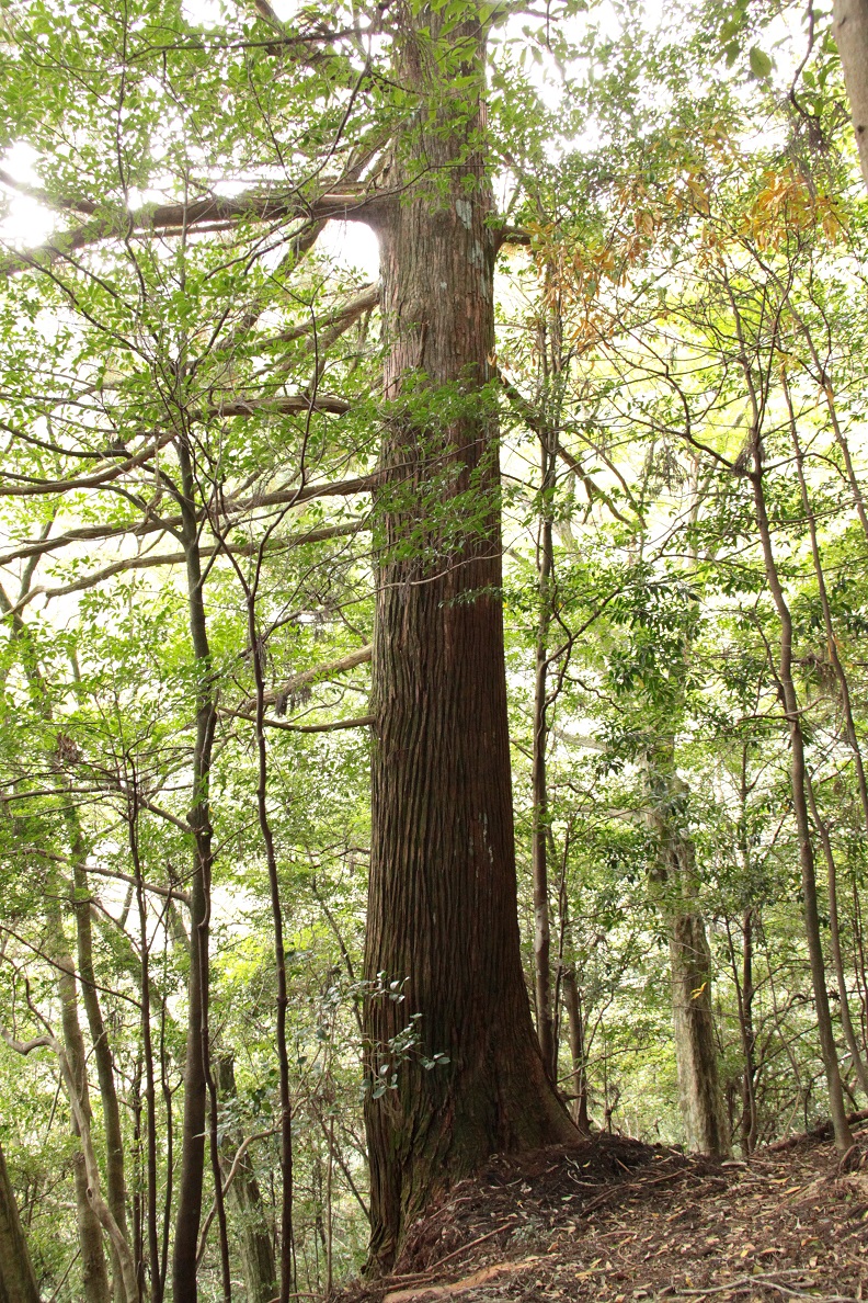 段ノ谷山の天然杉：四国森林管理局