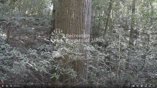 千本山風景林1