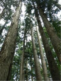 千本山国有林ヤナセスギ