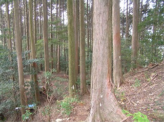 猿押山国有林文化財資源備蓄林