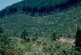 河又柄尾山国有林ヒノキ人工林