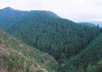 文化財資源備蓄林遠景