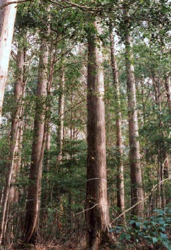 文化財資源備蓄林林内の様子