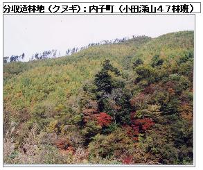 分収造林地（クヌギ）：内子町（小田深山47林班）