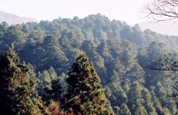 若山2041林班の遠景