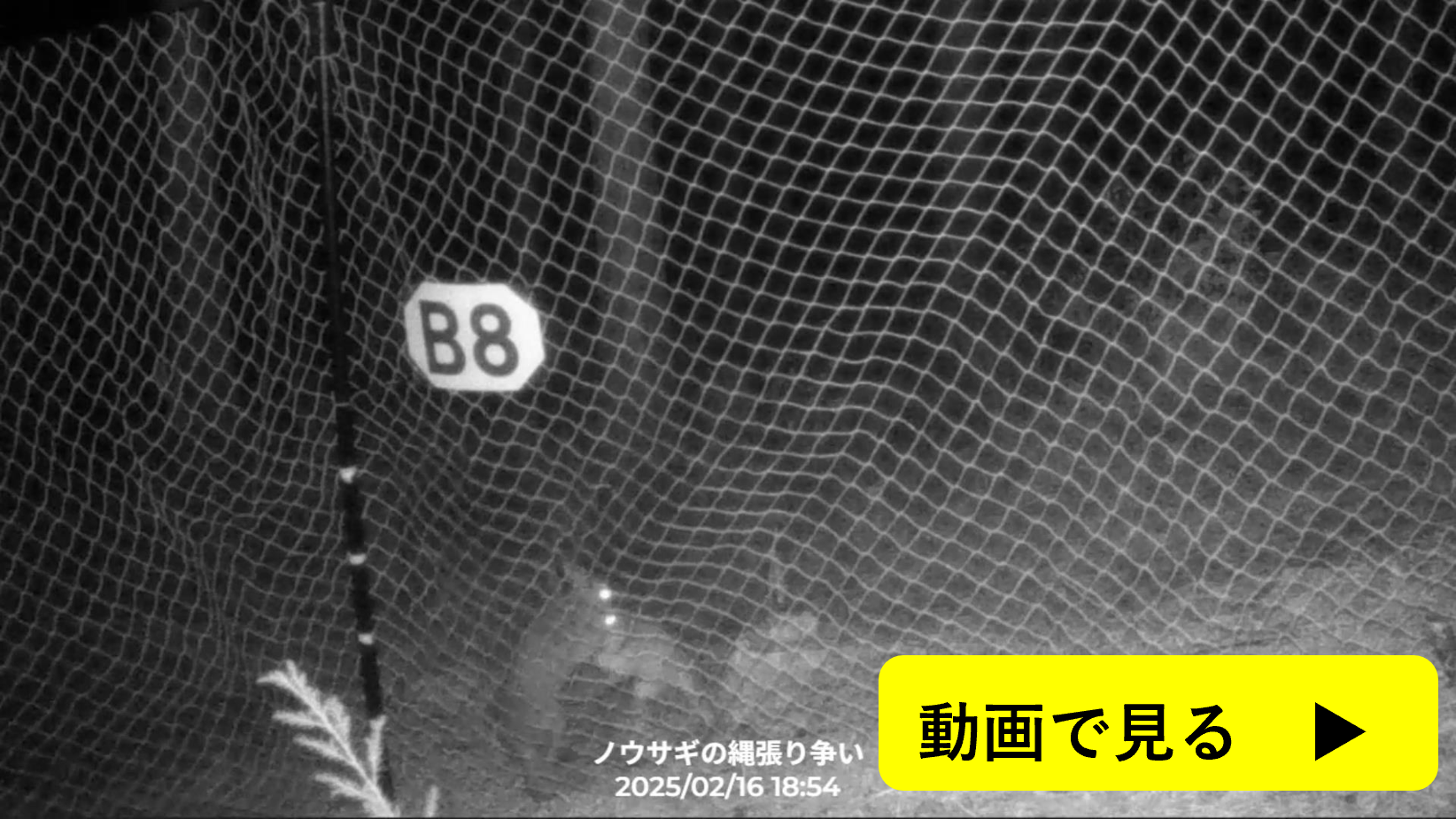 縄張り争い
