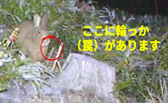 ノウサギのくくりわな飛び越え