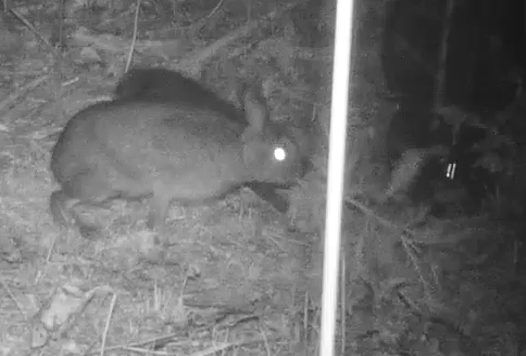 単木保護に挑むノウサギ