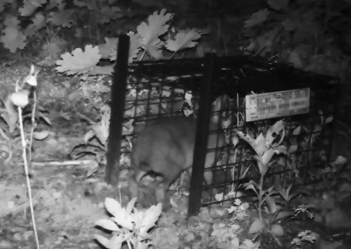 ノウサギが箱ワナに入っていく様子