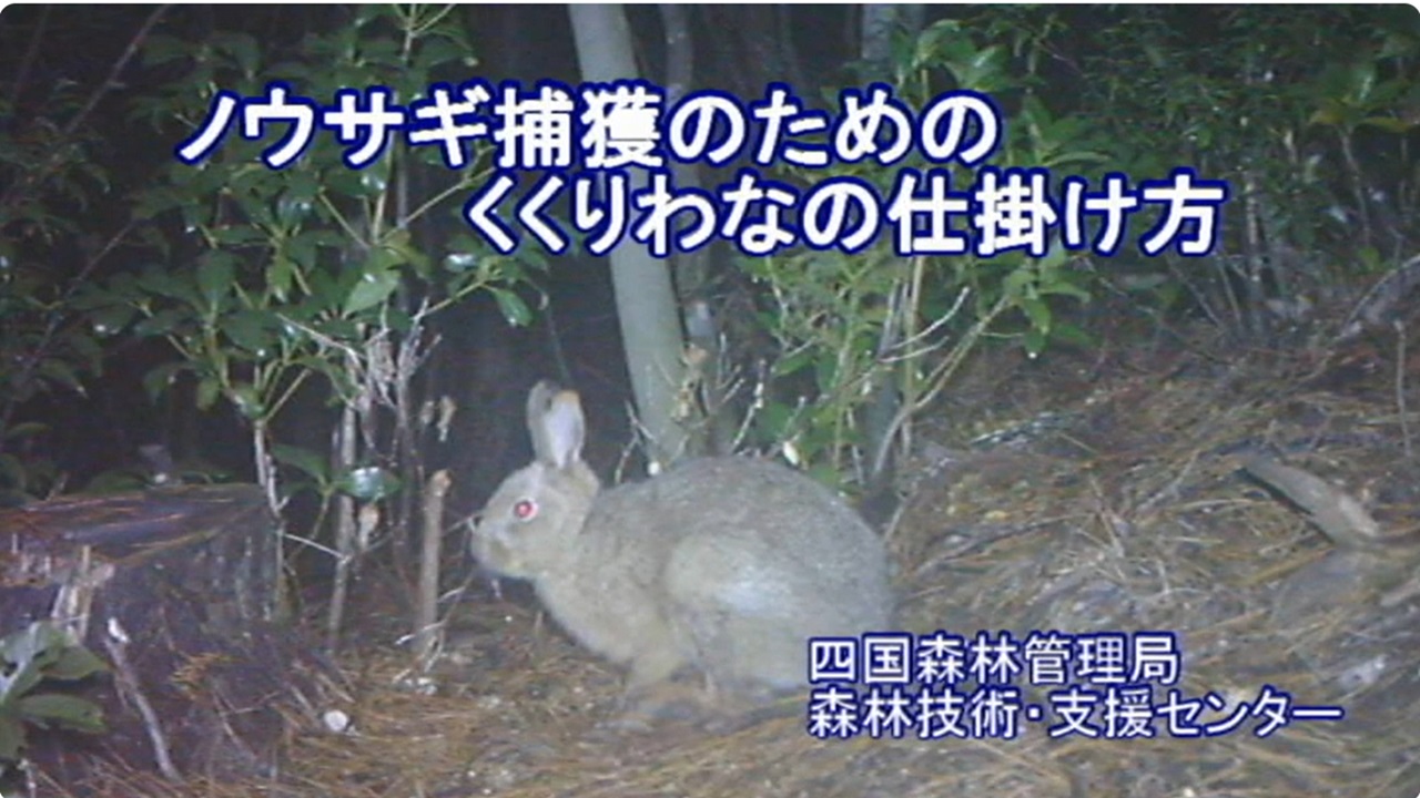 くくり罠の仕掛け方