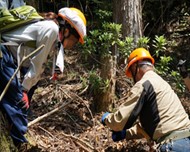 ノウサギ捕獲のためのくくりわなの仕掛け方