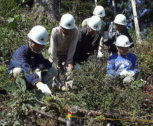 ヤナセスギ天然更新地で稚樹の生育状況を見学