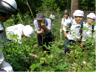 繁茂した雑草木の対処策を検討