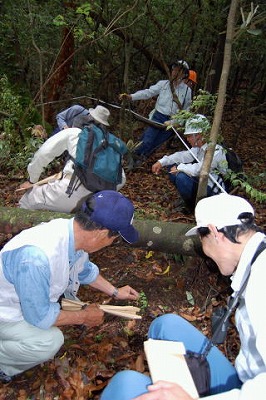 モミの稚樹を確認