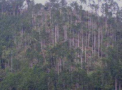 試験地を望む。安芸森林管理署西ノ川山34林班。