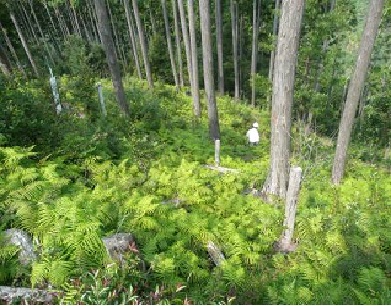 伐採区内の様子。シダ類等の下層植生が繁茂。