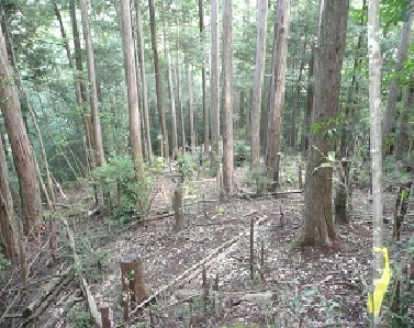 保存区内の様子。下層植生はあまり見られない。