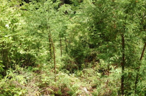 別プロットの近景。