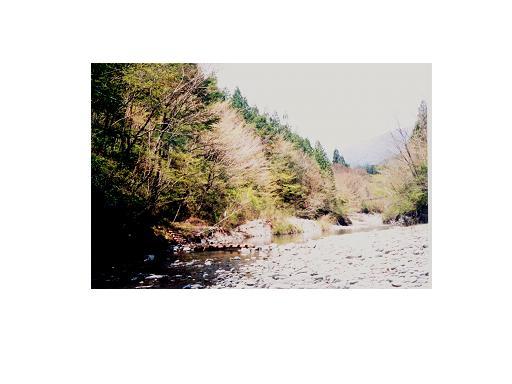 渓流周辺に生育する森林。渓畔林の様子。