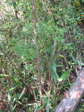 下層木の生育状況