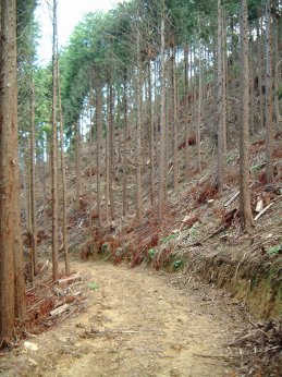 高密度作業路網