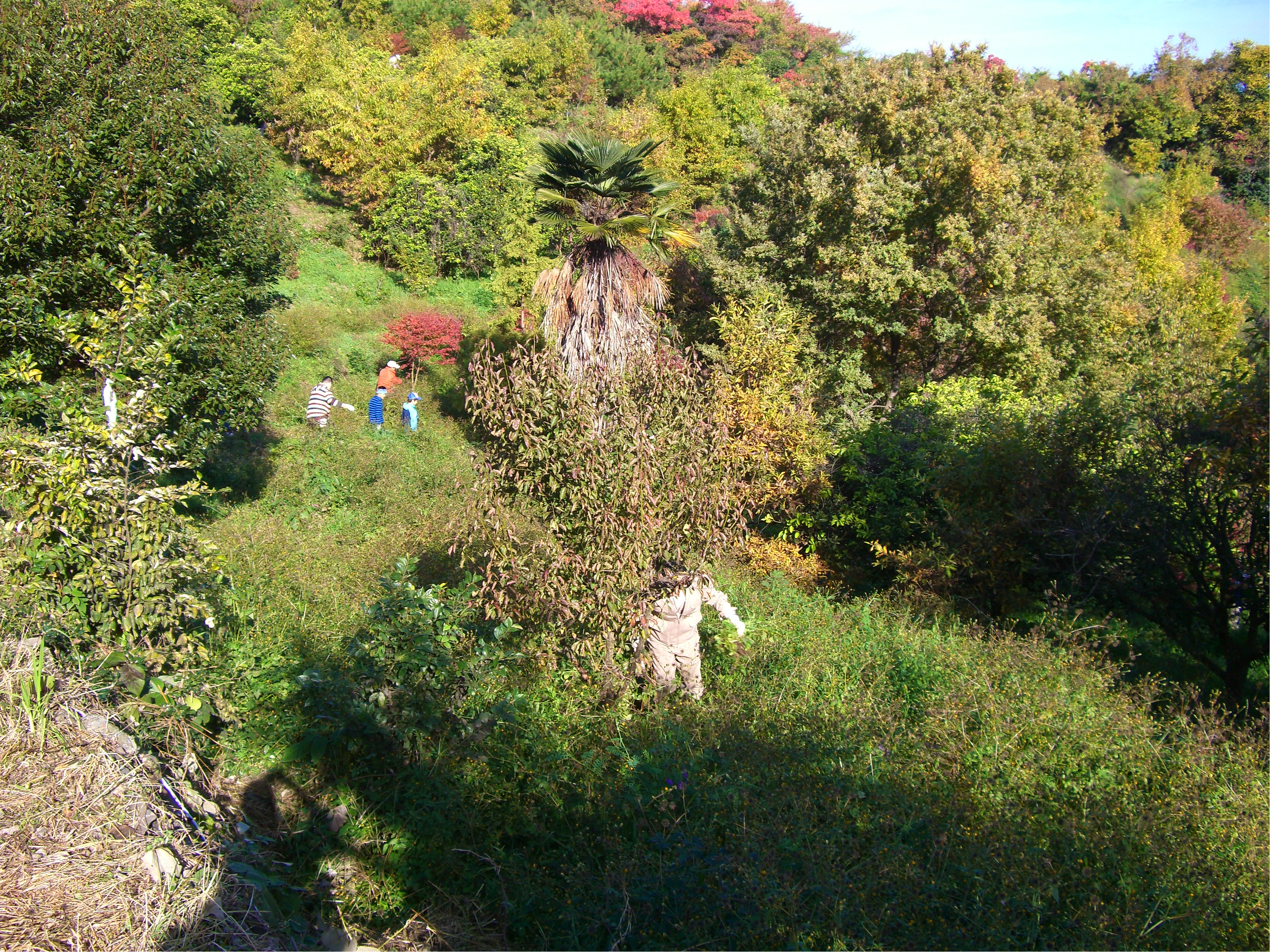 「源平屋島の森」森林ボランティア