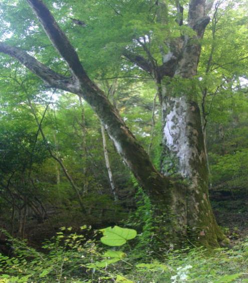 鷹山国有林の大屋敷のケヤキ