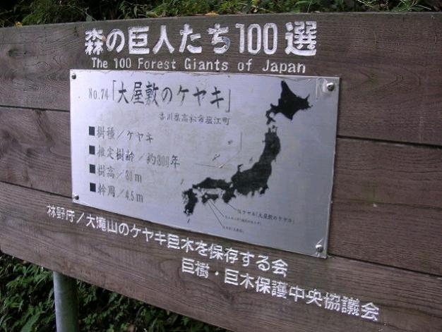 鷹山国有林の大屋敷のケヤキの看板