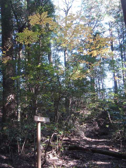 林内に整備された遊歩道の看板がある
